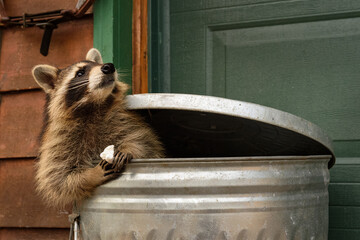 Raccoon (Procyon lotor) Looks Up While Holding Marshmallow in Trash Can Autumn