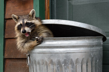 Raccoon (Procyon lotor) Mouth Full of Marshmallow in Trash Can Autumn - 585891433