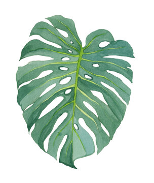 Watercolor monstera leaf isolated on white background. Hand drawn illustration for design and decoration