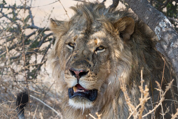 Lion (Panthera leo) male resting in Mashatu Game Reserve in the Tuli Block in Botswana