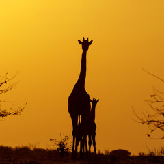 Giraffe mother and baby. Silhouette of a mother giraffe with her calf at sunrise in Mashatu Game Reserve in the Tuli Block in Botswana      