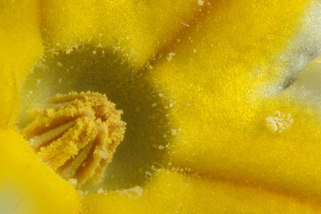 Extreme close up (4x mag) of pollen at the centre of a spring primrose flower