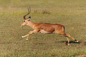 Impala male running in Mashatu Game Reserve in the Tuli Block in Botswana