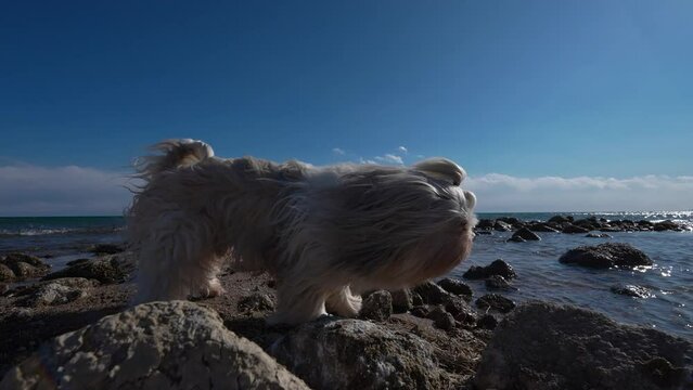 Shih tzu dog standing on stones at the edge of the lake during strong winds