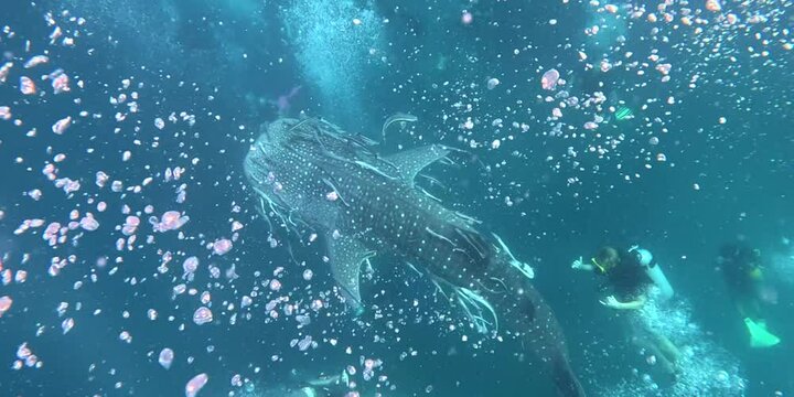 Whale shark encounter from top view surface scuba diving in Thailand lucky divers group under blue Thailand sea slow motion