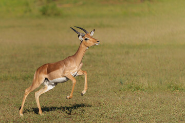 Impala male running in Mashatu Game Reserve in the Tuli Block in Botswana