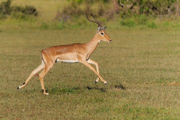 Impala male running in Mashatu Game Reserve in the Tuli Block in Botswana