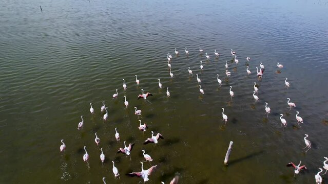Flamenco Andino, Parina Grande, Phoenicoparrus andinus. En Laguna de Mar Chiquita o Mar de Ansenuza, en C&oacute;rdoba. Visto desde dron.
