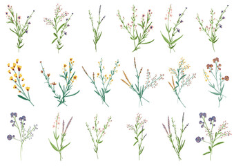 Big set botanic blossom floral elements. Small drawing branches, leaves, herbs, wild plants, flowers. Garden, meadow, field collection leaf, foliage, branches. Bloom bouquets vector illustration