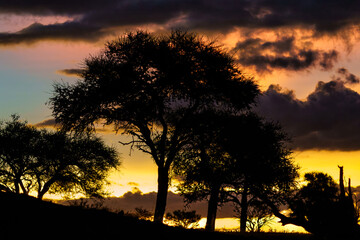 Sunset in the green season in Mashatu Game Reserve in the Tuli Block in Botswana                      