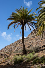 Fototapeta na wymiar Valley with a palm tree oasis, Fuerteventura