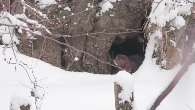 Ferret Running to a Hide and Looking Out, Snowy Winter Scene, Tracking Shot