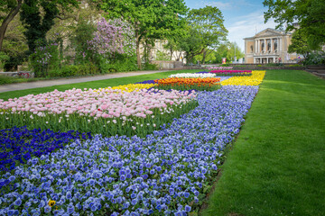 Blumen im Frühling vor der Oper in Halle Saale - 585894813