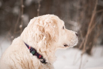 A golden retriever frolics in the winter forest 4502.