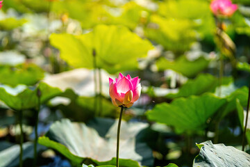 Obraz na płótnie Canvas blooming pink lotus flower on green blurred background. Colorful water lily or lotus flower