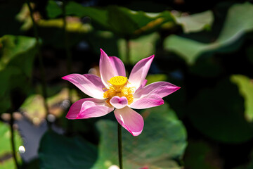 blooming pink lotus flower on green blurred background. Colorful water lily or lotus flower