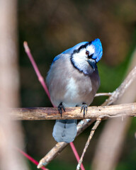 Obraz premium Blue Jay Photo and Image. Close-up front view perched on a branch with forest blur background in its environment and habitat surrounding and displaying blue feathers. Jay Bird.