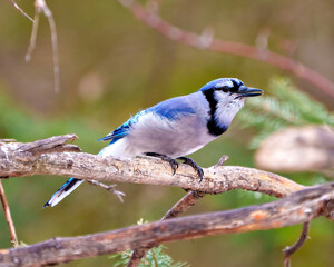 Obraz premium Blue Jay Photo and Image. Side view perched on a tree branch with a blur forest background in its environment and habitat surrounding displaying blue feather plumage. Jay Picture.