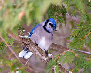 Blue Jay Photo and Image. Close-up perched on a cedar branch tree with a blur forest background in the forest environment displaying blue feather plumage wings. Picture. Portrait.