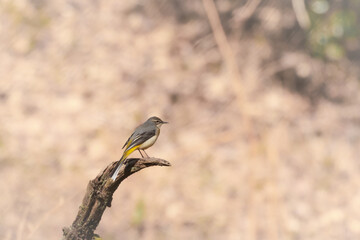 The bird grey wagtail (Motacilla cinerea) perching