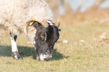 Headshot of sheep (ovis aries) grazing