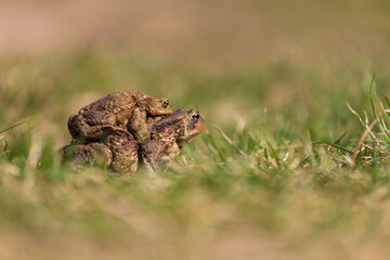 Common toad - Bufo bufo during mating season. Frog on the road. Grass surface. Super bokeh.