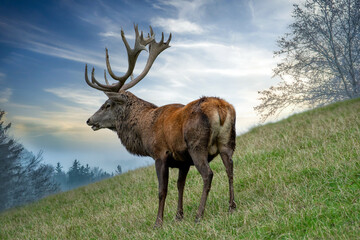 Starker Hirsch am Waldrand