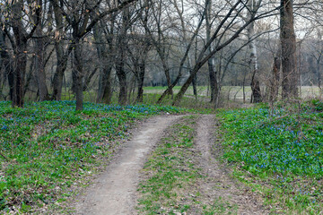 The first blue flowers appear in the forest after winter in early spring. Blue carpet from flowers in early spring forest along the edges of the paths in early spring. Alpine Squill