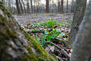 Friendly yellow flowers on path edges in early spring, it`s one of the first flowers to appear in spring after winter. Ficaria verna.  Selective focus.