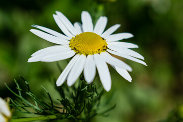 Scentless Mayweed