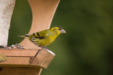 Eurasian siskin male, carduelis spinus, on the bird feeder house at a spring morning