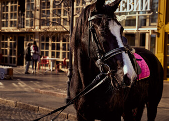 Obraz premium Portrait of a black horse on a city street. Odessa. Ukraine