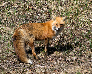 Red Fox Photo Stock. Fox Image. Close-up profile side view in the spring season displaying fox tail, fur, in its environment and habitat with a blur foliage background. Picture. Portrait.