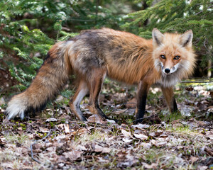 Red Fox Photo Stock. Fox Image. Close-up profile side view in the springtime with coniferous branches background and enjoying its environment and habitat. Picture. Portrait.