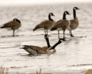 Canada Geese Photo and Image. On ice water in the springtime with falling snow in their environment and habitat surrounding. Goose.