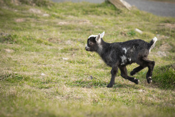 Leaping feral goat (Capra hircus)