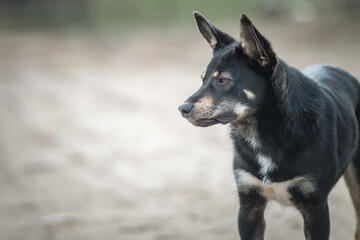 Portrait of a country dog on a cloudy day.