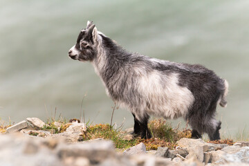 Goat kid (Capra hircus) on the cliffs