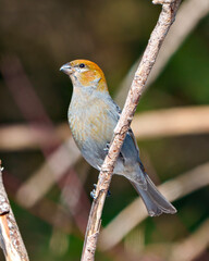 Pine Grosbeak Photo and Image.  Female perched on a branch with a blur forest background in its environment and habitat surrounding and displaying rust colour feather plumage. Grosbeak Portrait.
