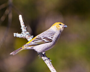 Pine Grosbeak Photo and Image.  Female side view perched on a branch with a blur forest background in its environment and displaying rusty colour feather plumage. Grosbeak Portrait.