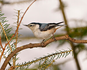 Naklejka premium Nuthatch Photo and Image. White-breasted Nuthatch perched on a tree branch in its environment and habitat surrounding with a blur background. .