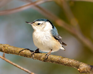 Nuthatch White breasted Photo and Image. Perched on a tree branch with a blur background in its environment and habitat surrounding.