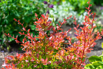 Decorative barberry bush grows outside in autumn. Yellow, orange, red and crimson colors in garden in sunny summer time
