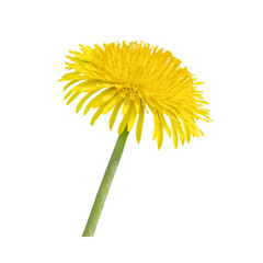 One yellow dandelion isolated on white background. Close-up, side view.