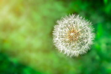 Lonely white dandelion flower from above. With closed bud on green grass background. Top view, copy space. Springtime.