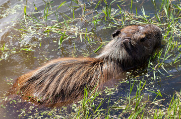 Photograph of a capybara walking through the Campos do Jordão park, São Paulo, Brazil.