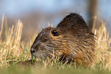 coypu