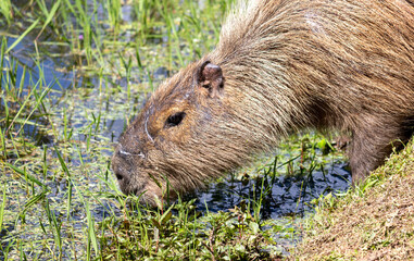 Photograph of a capybara walking through the Campos do Jordão park, São Paulo, Brazil.	