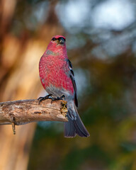 Pine Grosbeak Photo and Image. Male perched on a tree branch displaying red plumage feather and looking at camera in its environment and habitat surrounding.