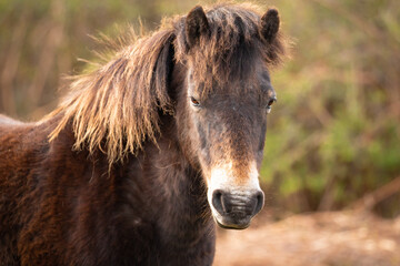 Headshot of an Exmoor pony (Equus ferus caballus)